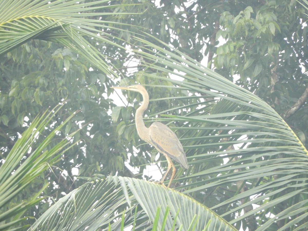 Зээрд дэглий - ML193023471