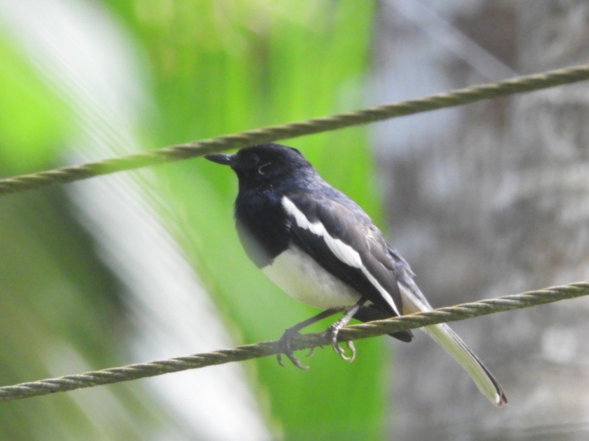 Oriental Magpie-Robin - ML193023681