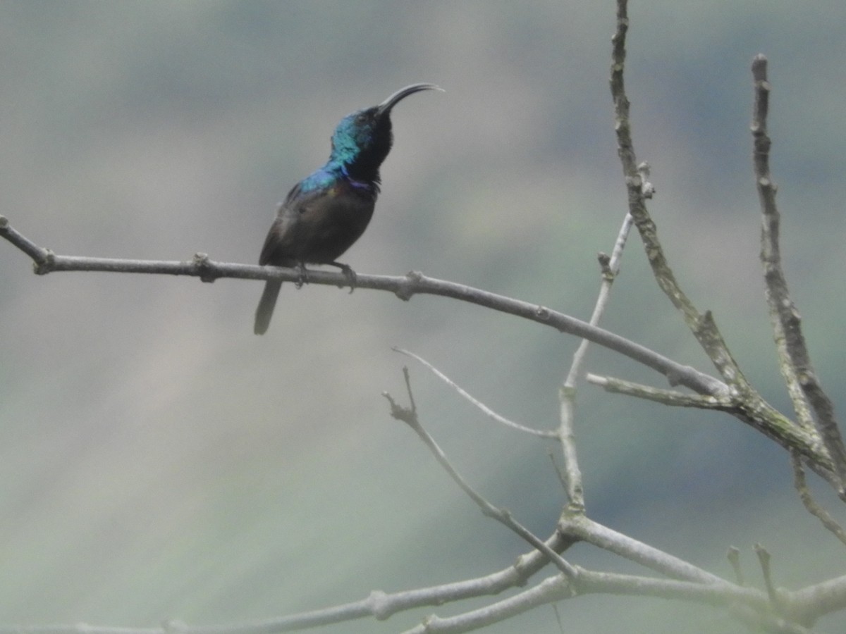 Purple Sunbird - ML193023821