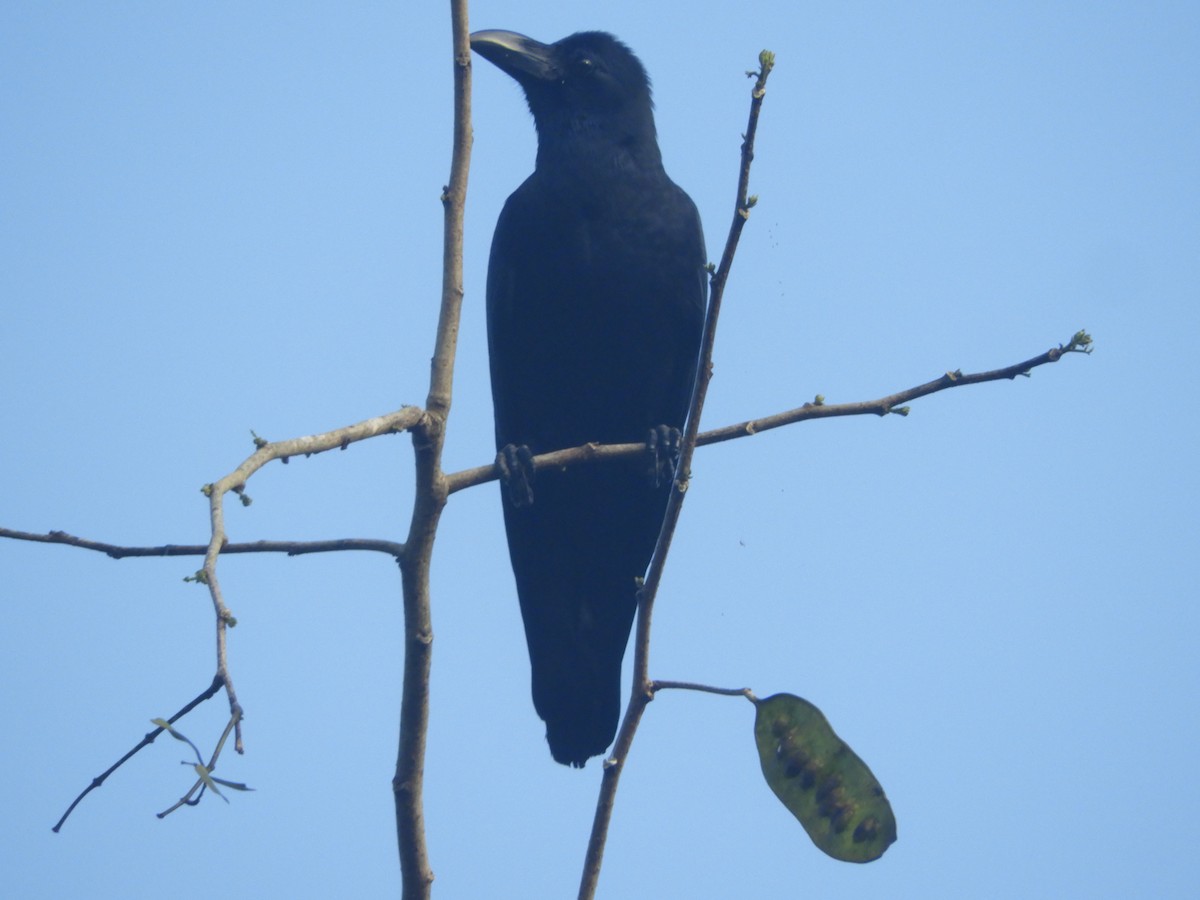 Large-billed Crow - ML193023941
