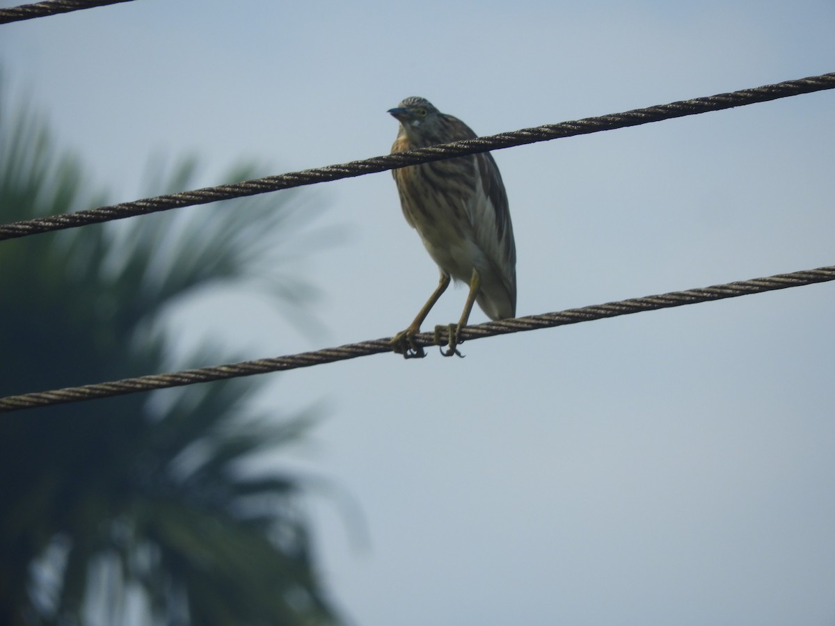 Indian Pond-Heron - ML193023971