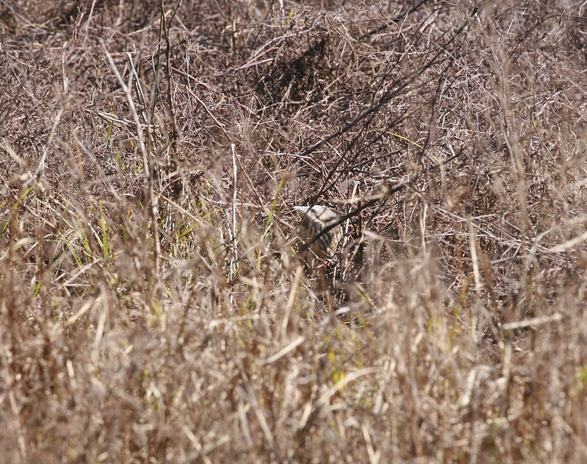 Australasian Bittern - Anonymous