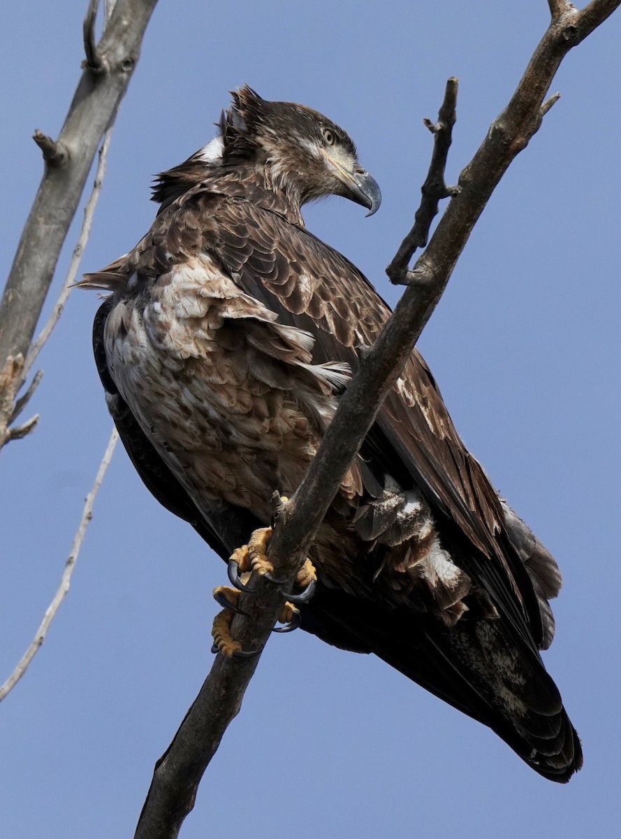 Bald Eagle - Sibylle Hechtel