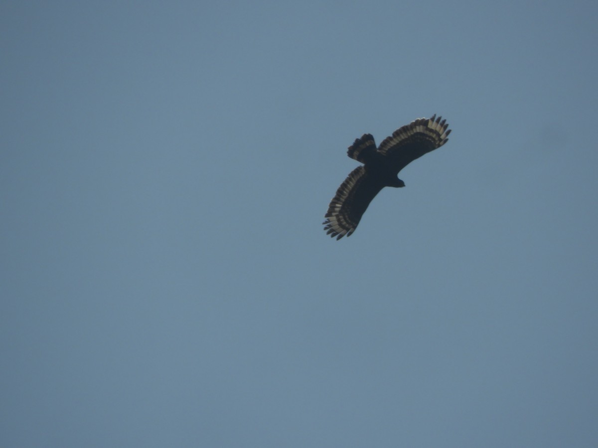Crested Serpent-Eagle - ML193025641