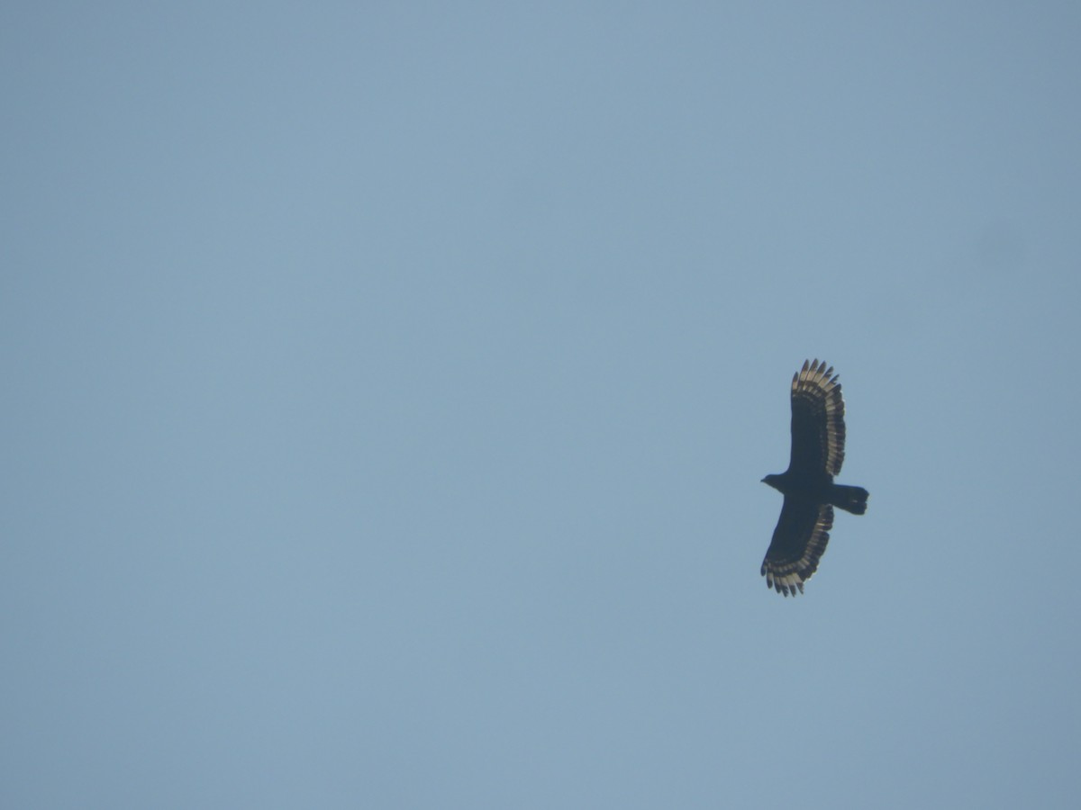 Crested Serpent-Eagle - ML193025731