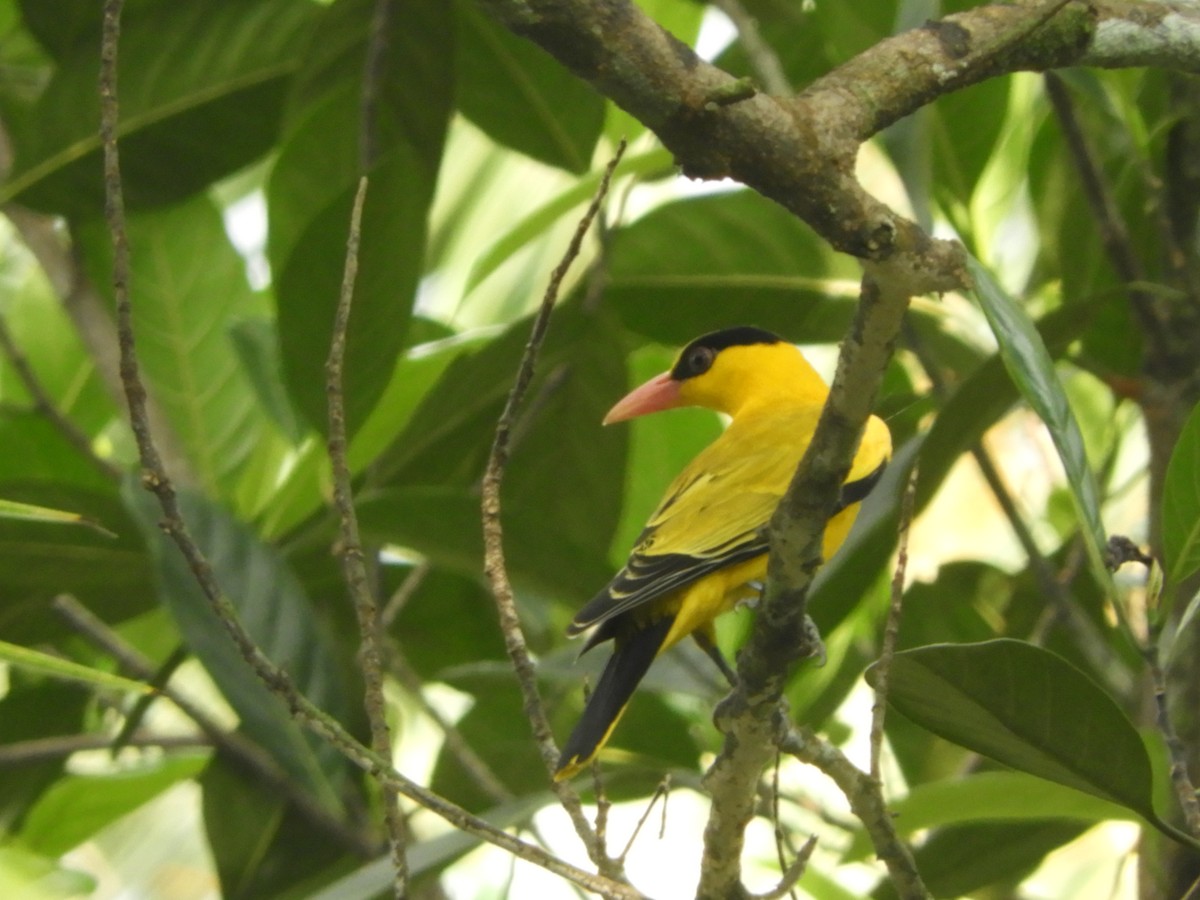 Дорнын шаргач - ML193025741