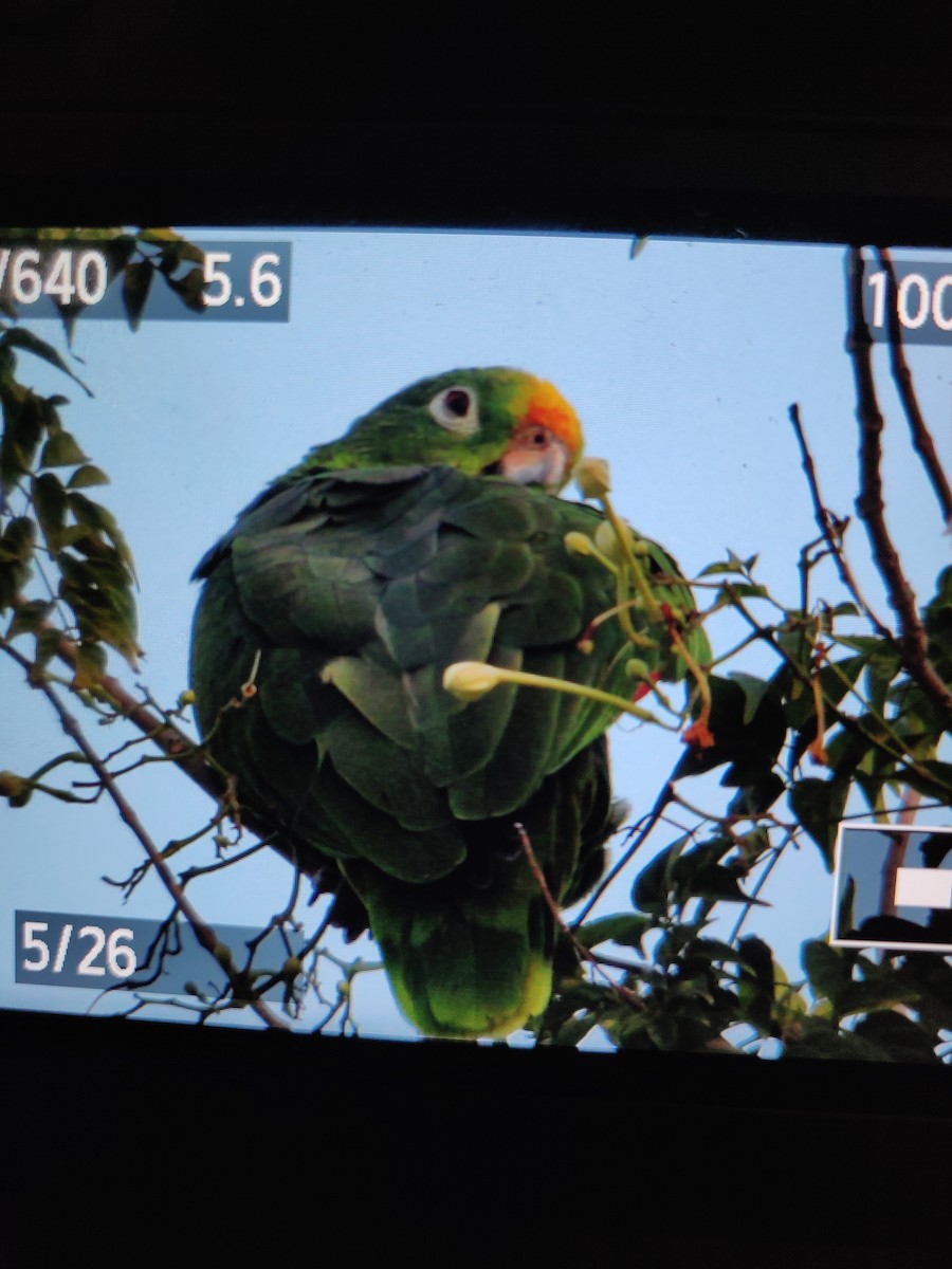 Yellow-crowned Parrot - ML193025781