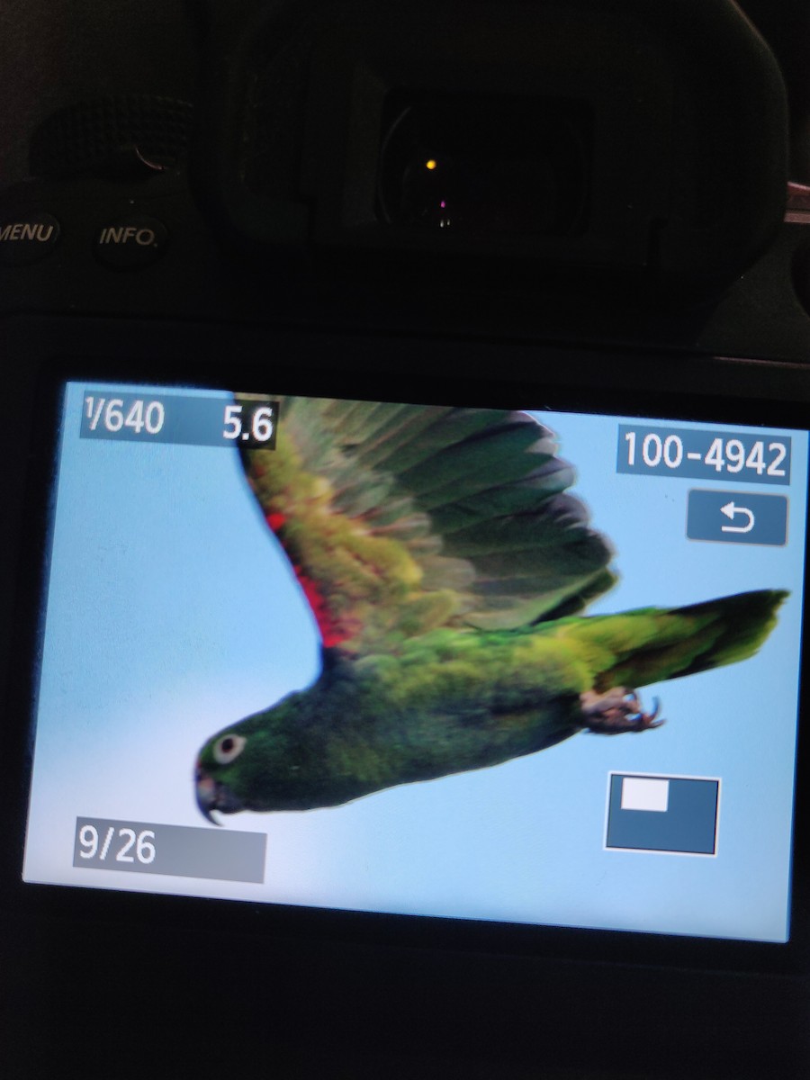 Yellow-crowned Parrot - ML193025791