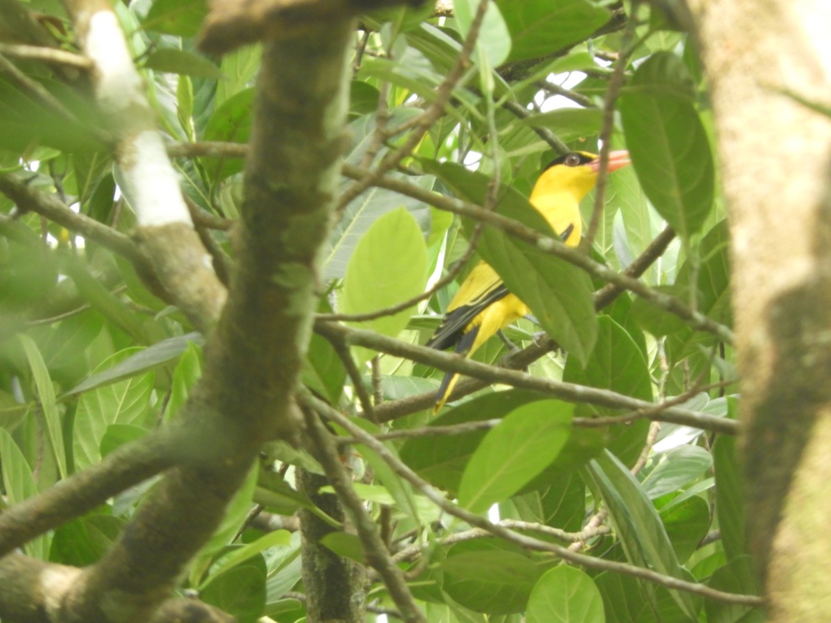 Дорнын шаргач - ML193025801