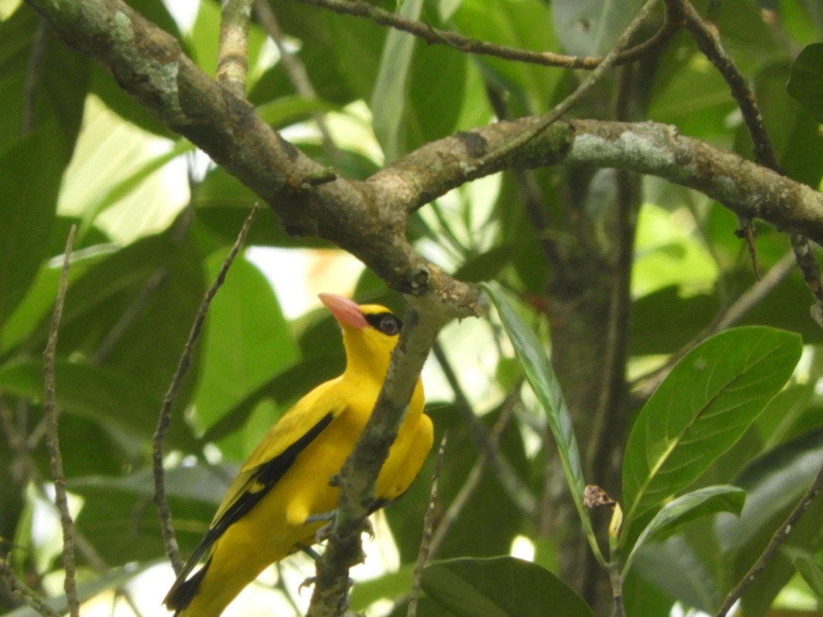 Дорнын шаргач - ML193025821