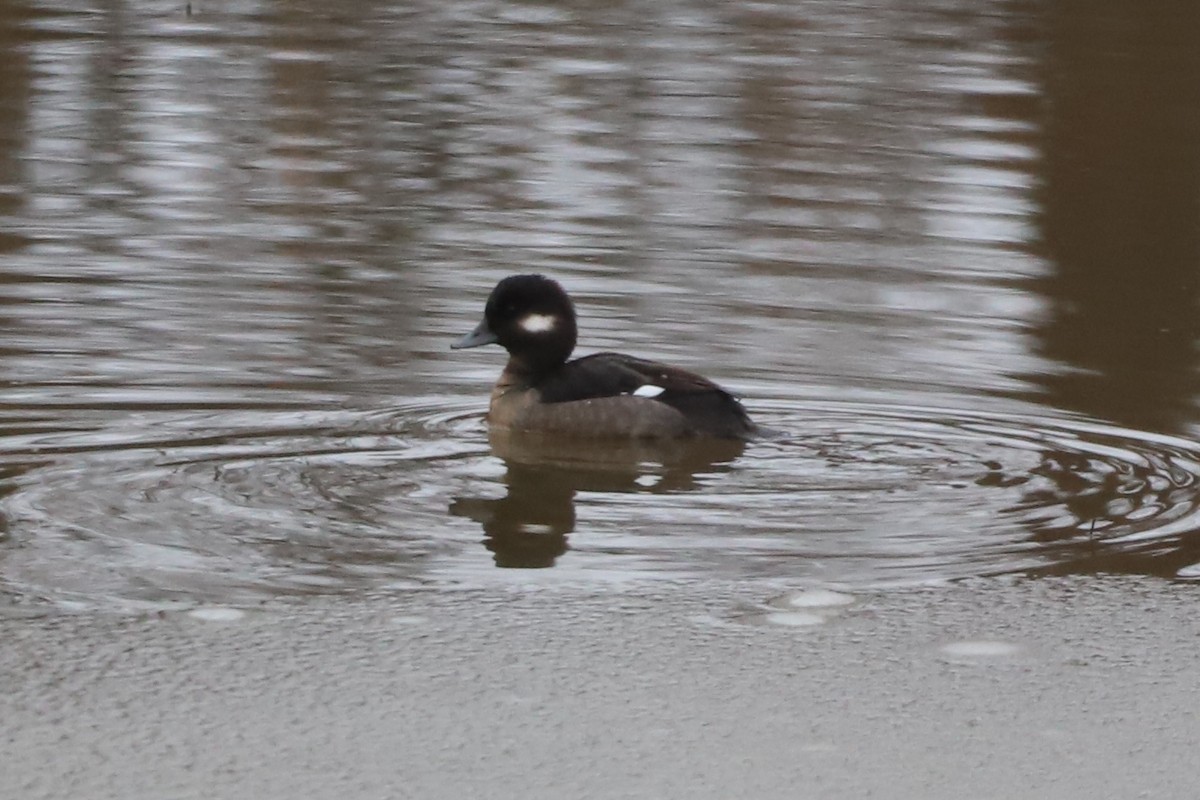 Bufflehead - Walter Thorne