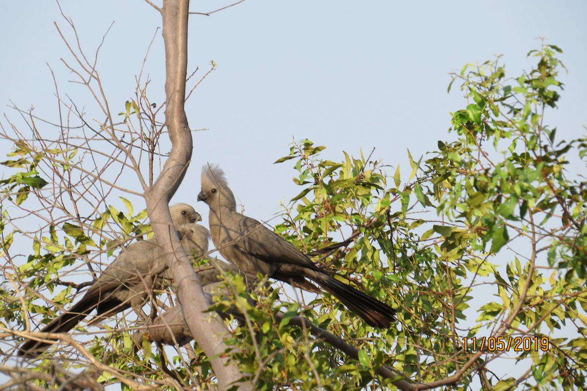 Gray Go-away-bird - ML193027091