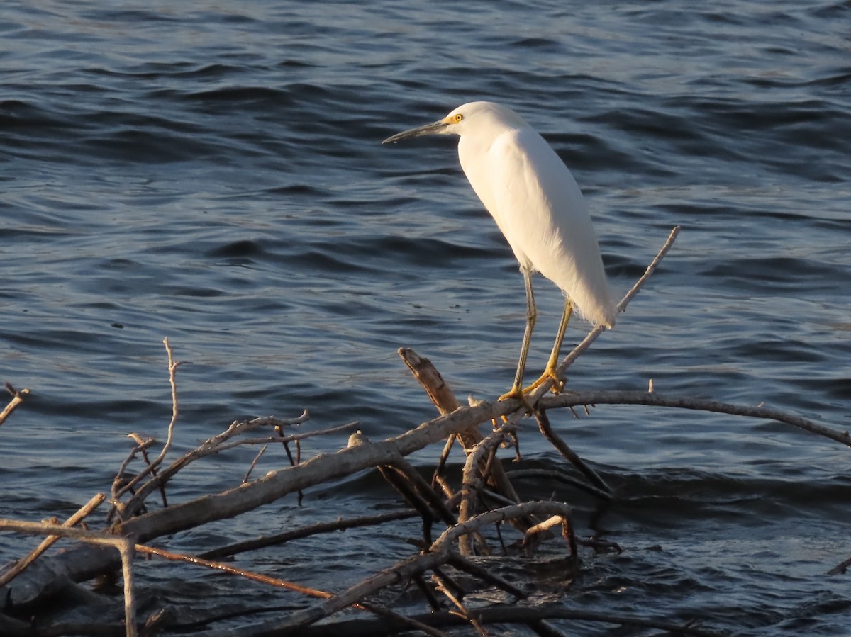 Snowy Egret - ML193027911