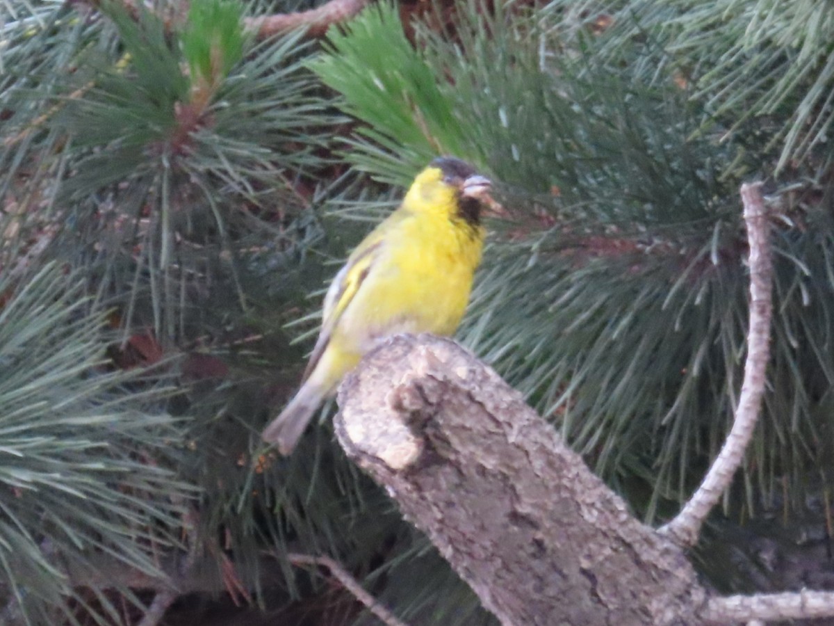 Black-chinned Siskin - ML193028551