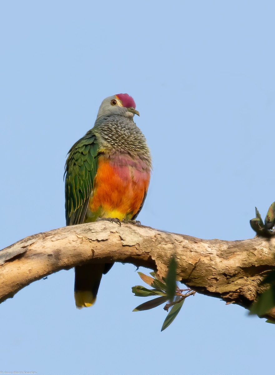 Rose-crowned Fruit-Dove - ML193031401