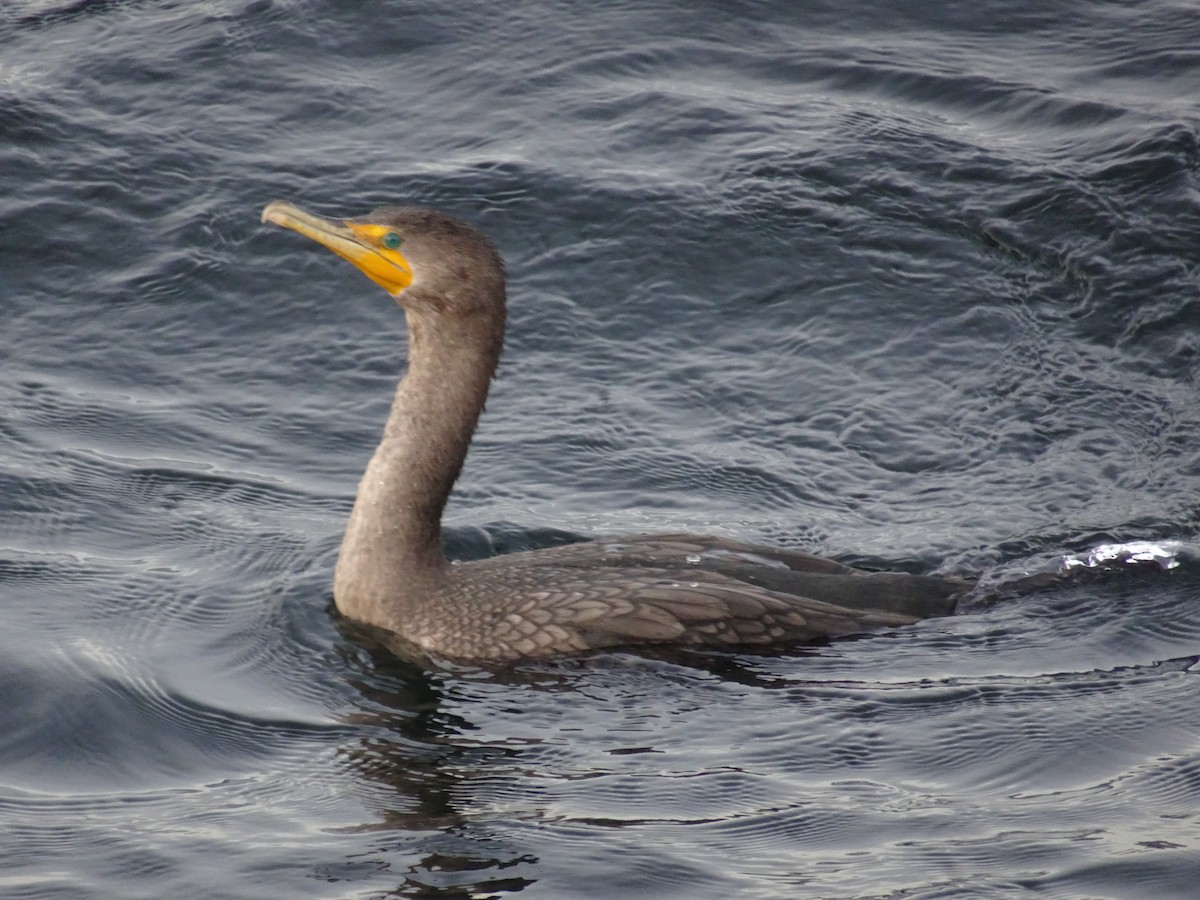 Double-crested Cormorant - M. Rogers