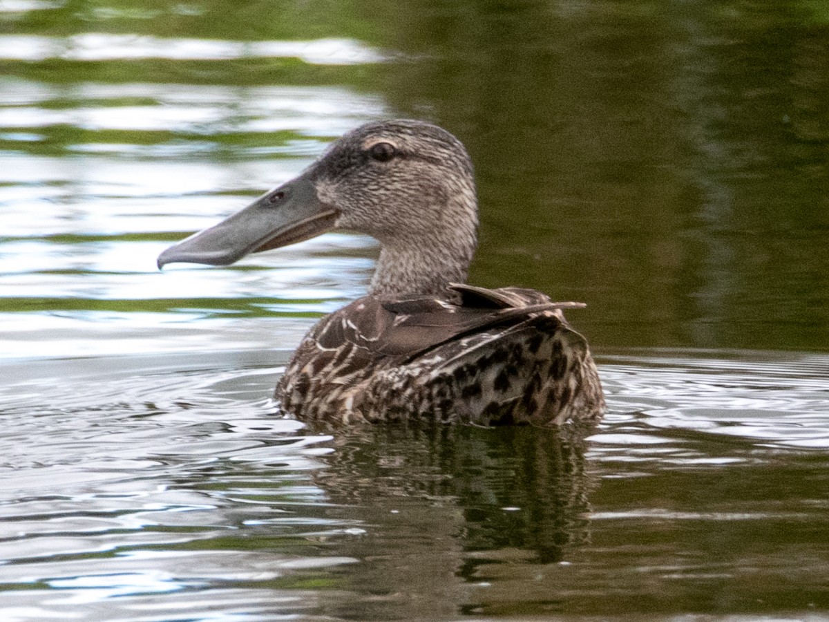 Australasian Shoveler - ML193036851
