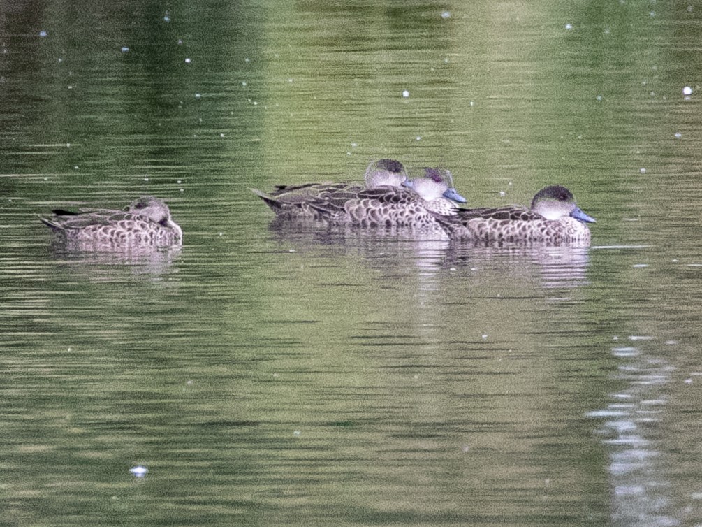 Gray Teal - ML193036901