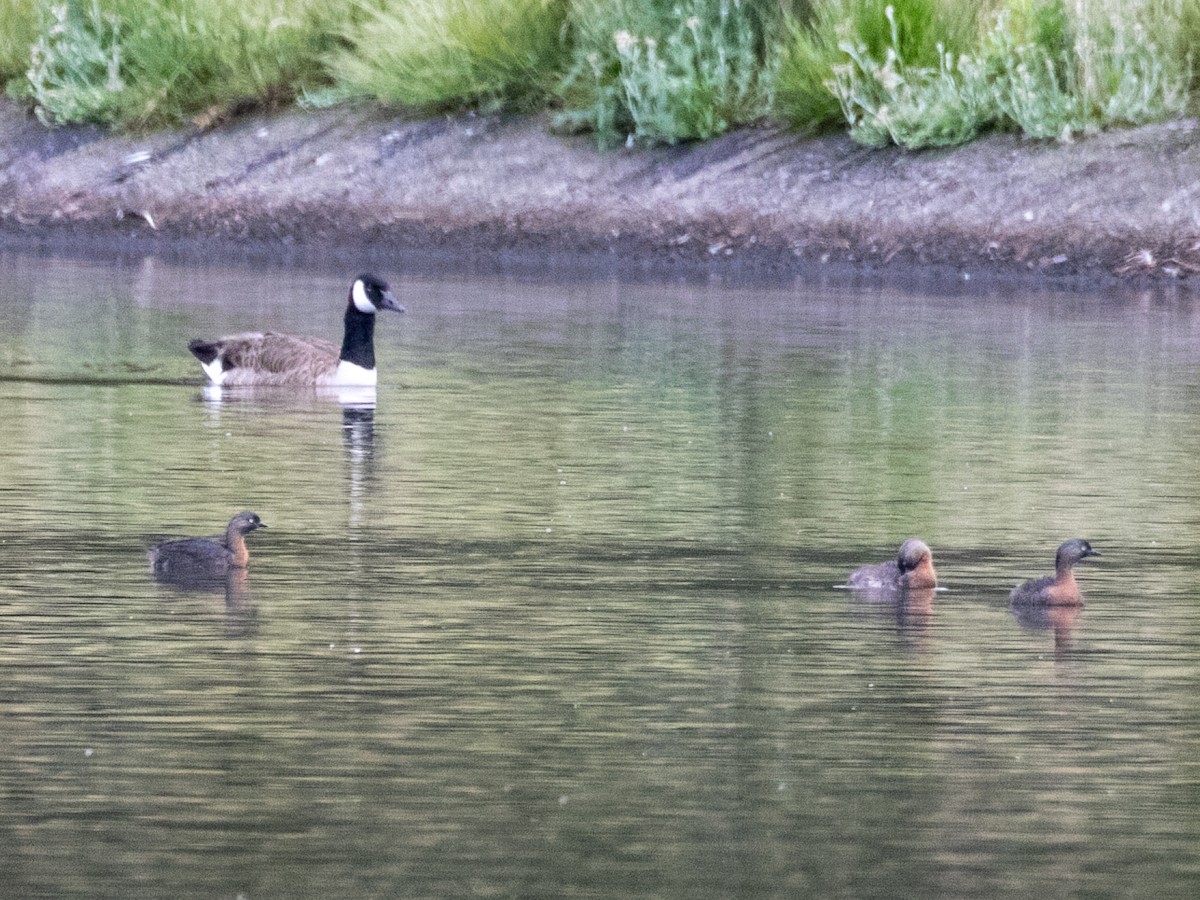 New Zealand Grebe - ML193036991