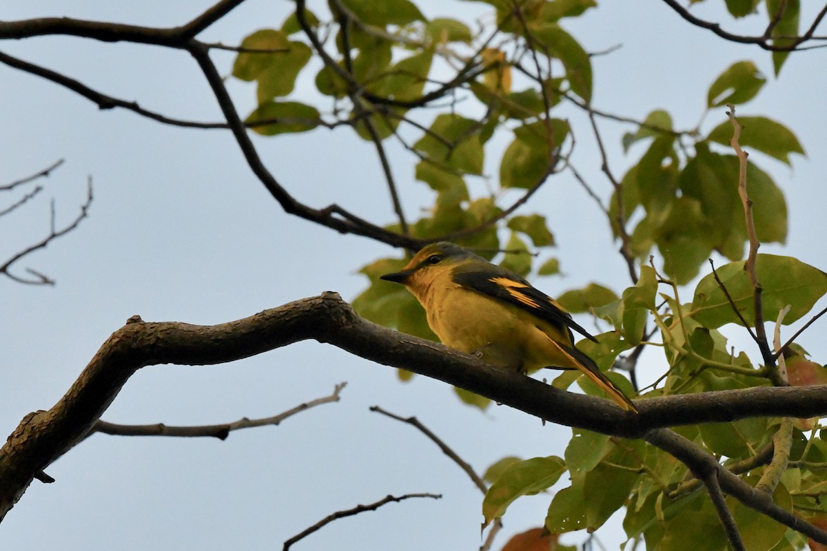 Scharlachmennigvogel - ML193037941