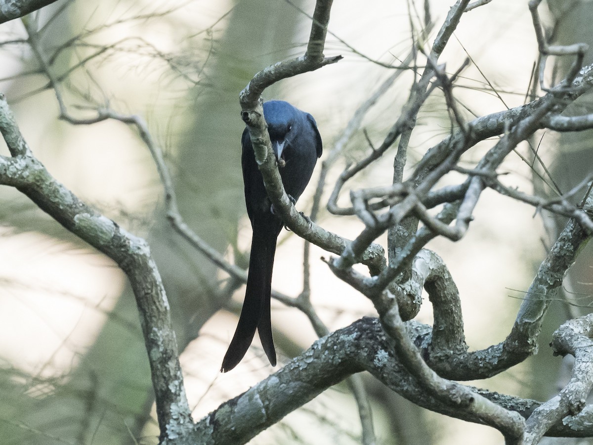 Ashy Drongo - Subhadra Devi