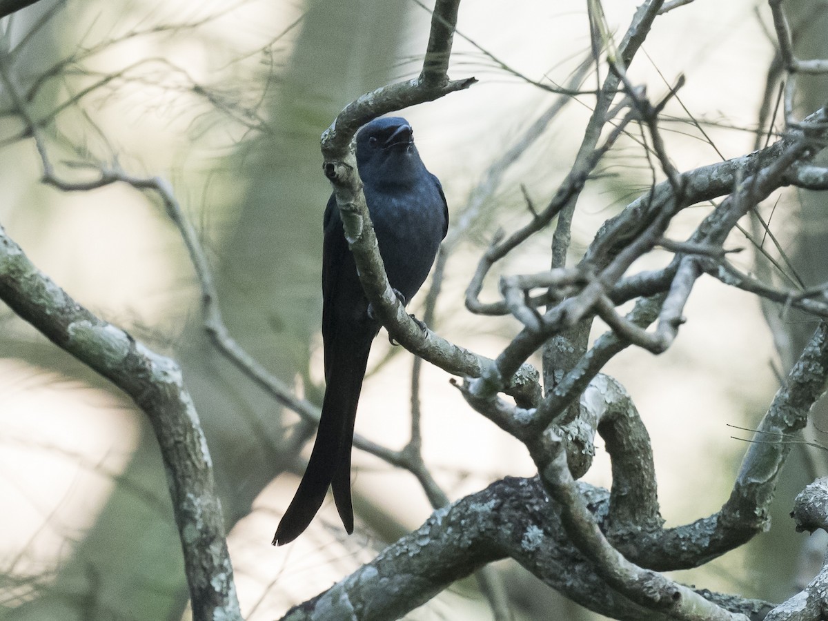 Ashy Drongo - Subhadra Devi