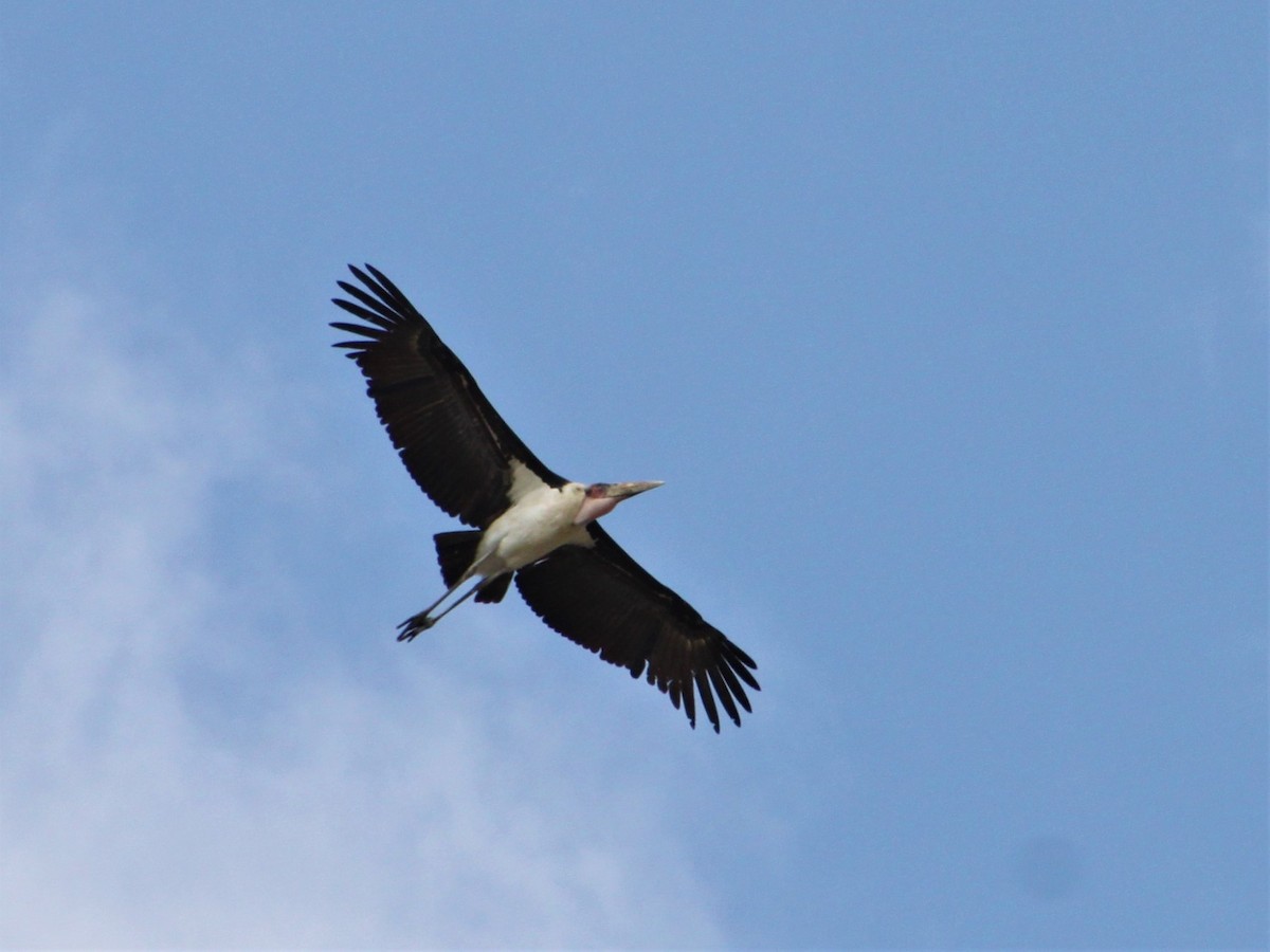 Marabou Stork - ML193042101
