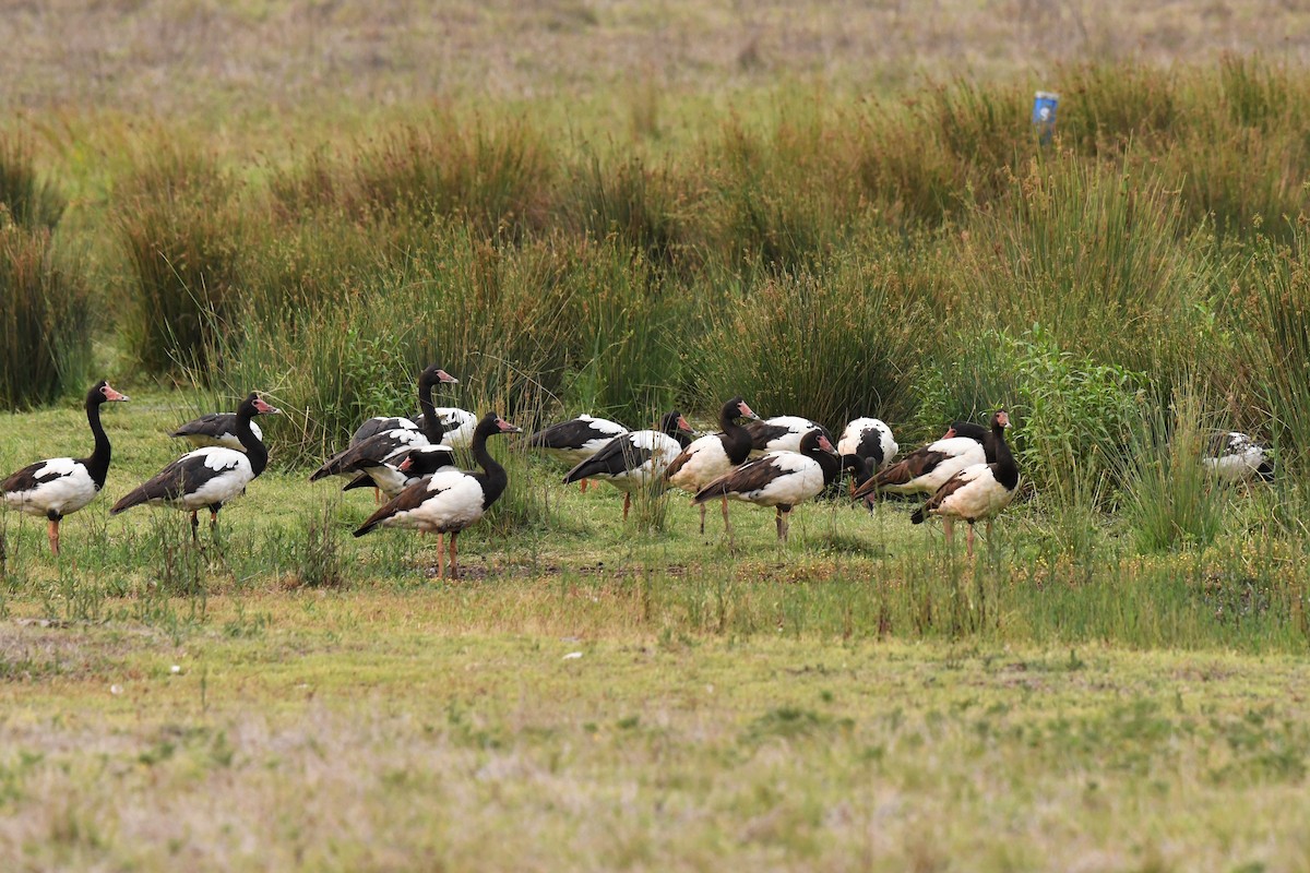 Magpie Goose - ML193043711