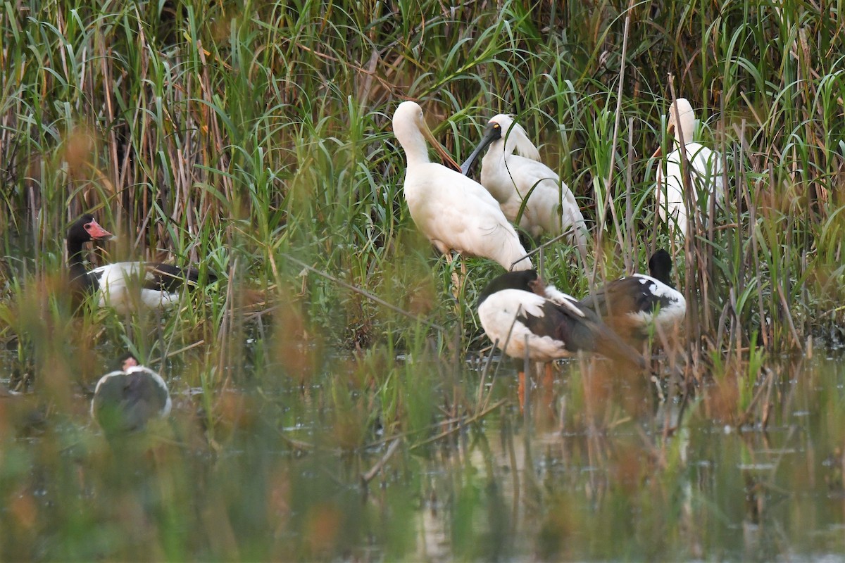 Yellow-billed Spoonbill - ML193043781