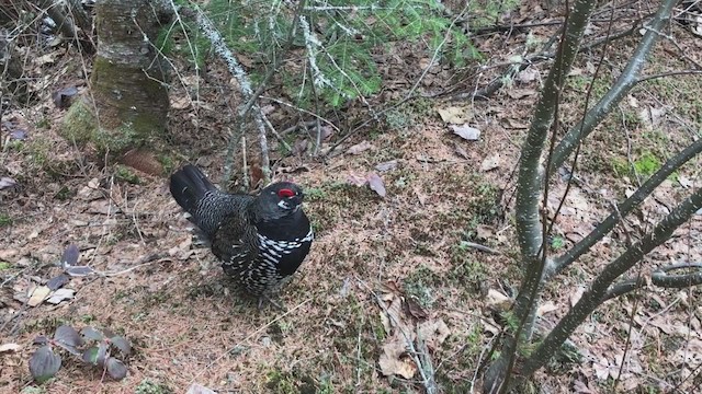 Spruce Grouse - ML193043951