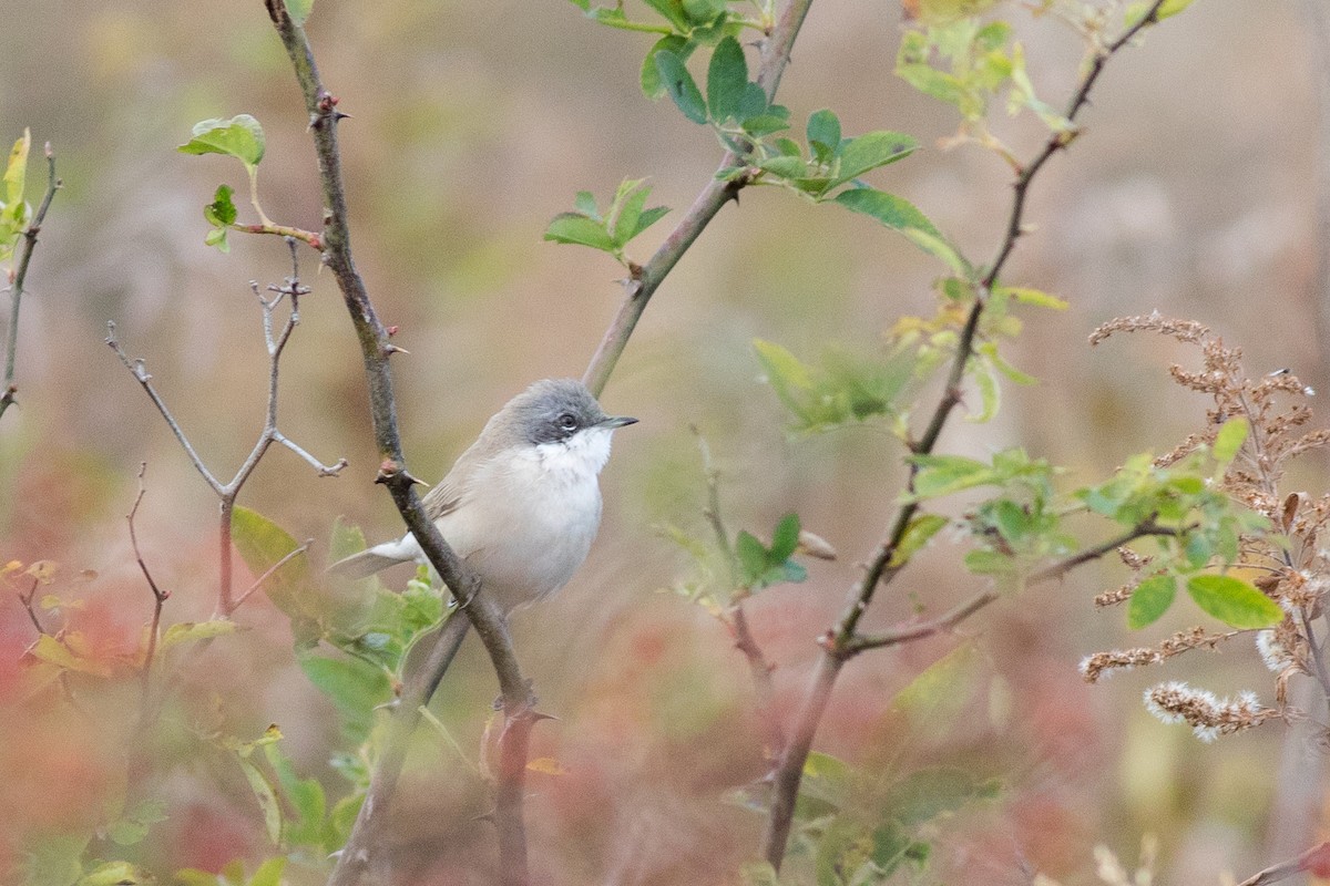 Тарчигнаа зэржгэнэ - ML193044661