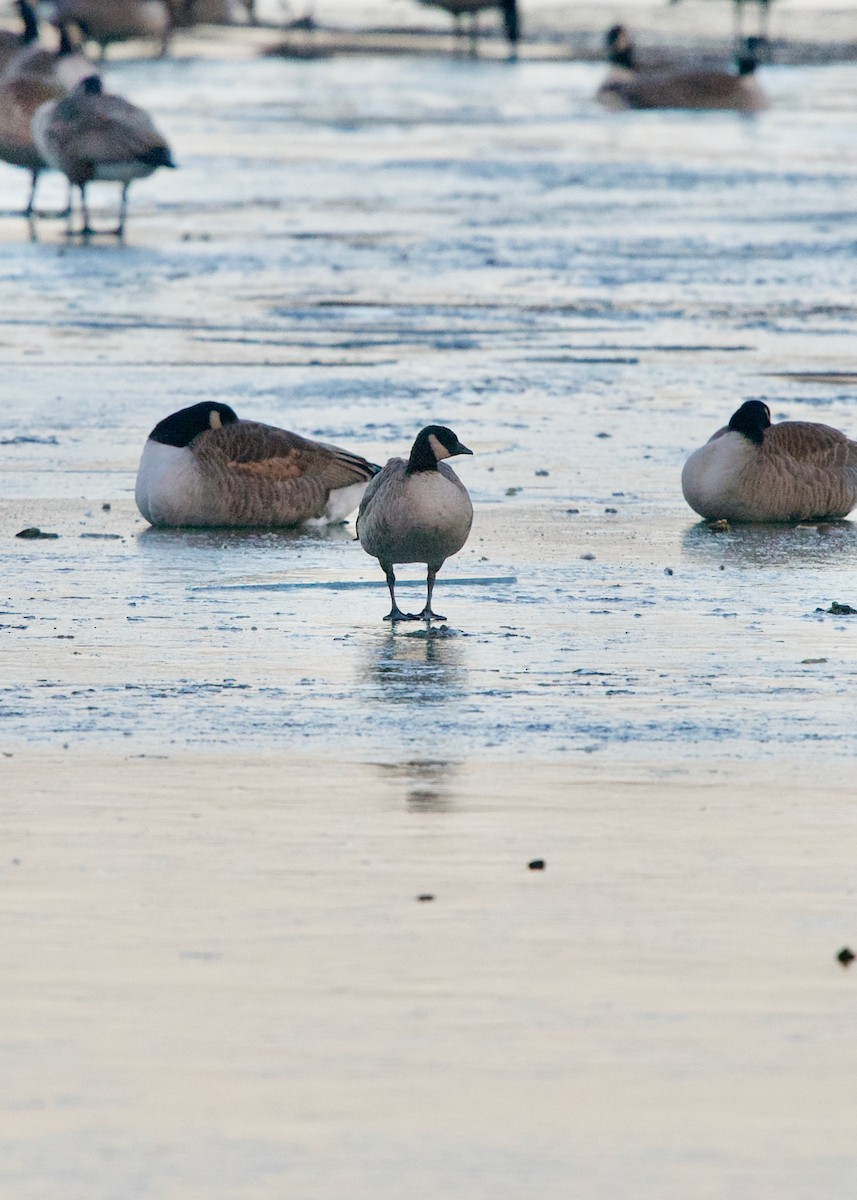 Cackling Goose - Jon Cefus