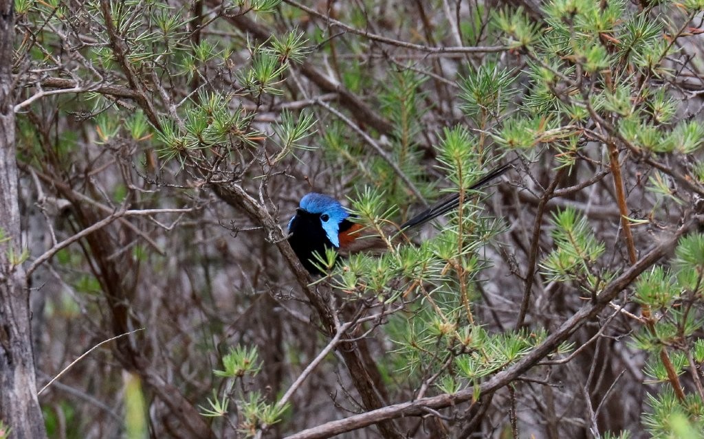 Variegated Fairywren - Hickson Fergusson