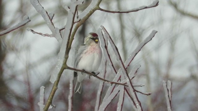 Redpoll (Hoary) - ML193047171
