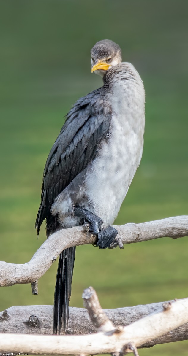Little Pied Cormorant - ML193048251