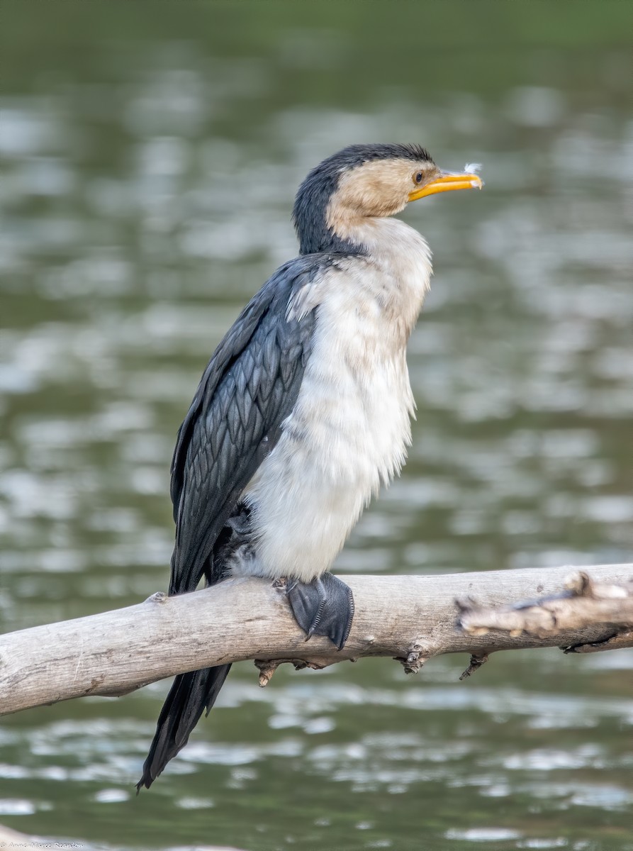 Little Pied Cormorant - ML193048271