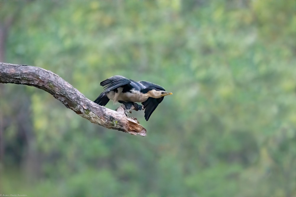 Little Pied Cormorant - ML193048401