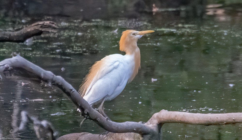 Eastern Cattle-Egret - ML193048461
