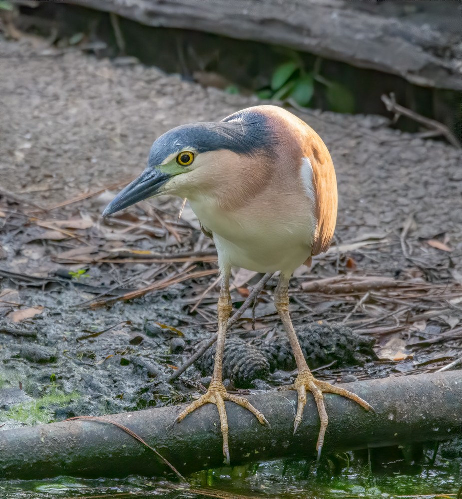 Nankeen Night Heron - ML193048511