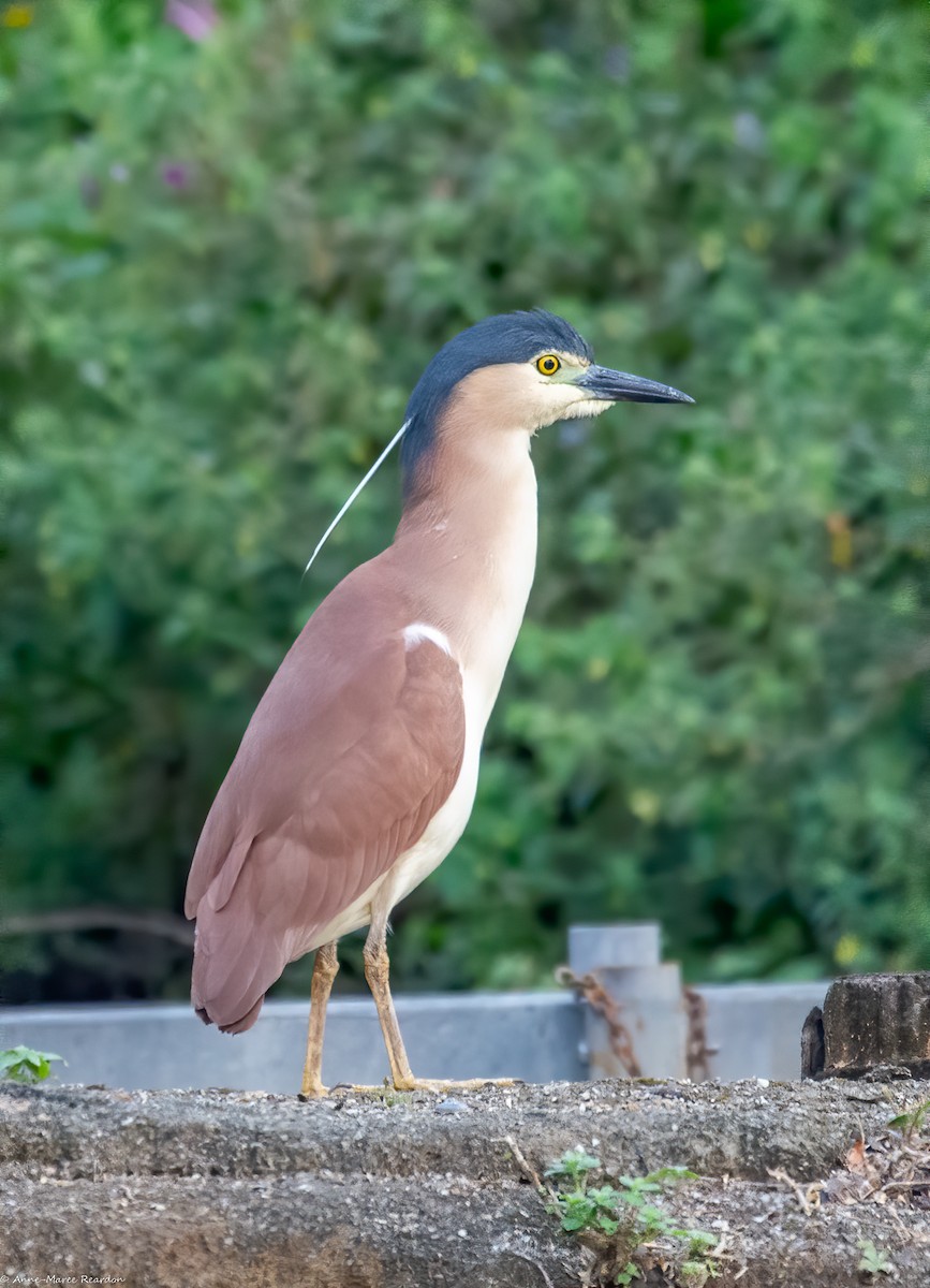 Nankeen Night Heron - ML193048551