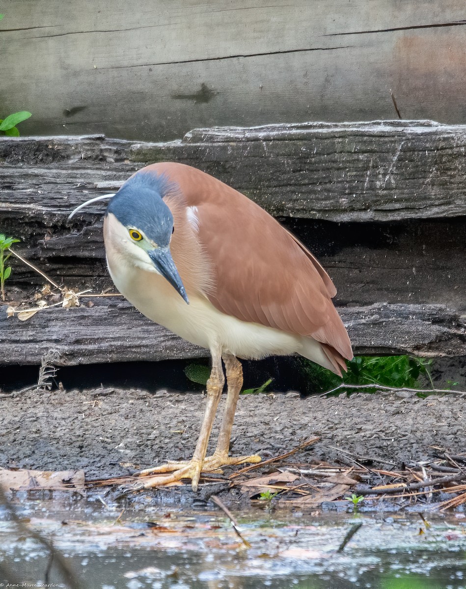 Nankeen Night Heron - ML193048561