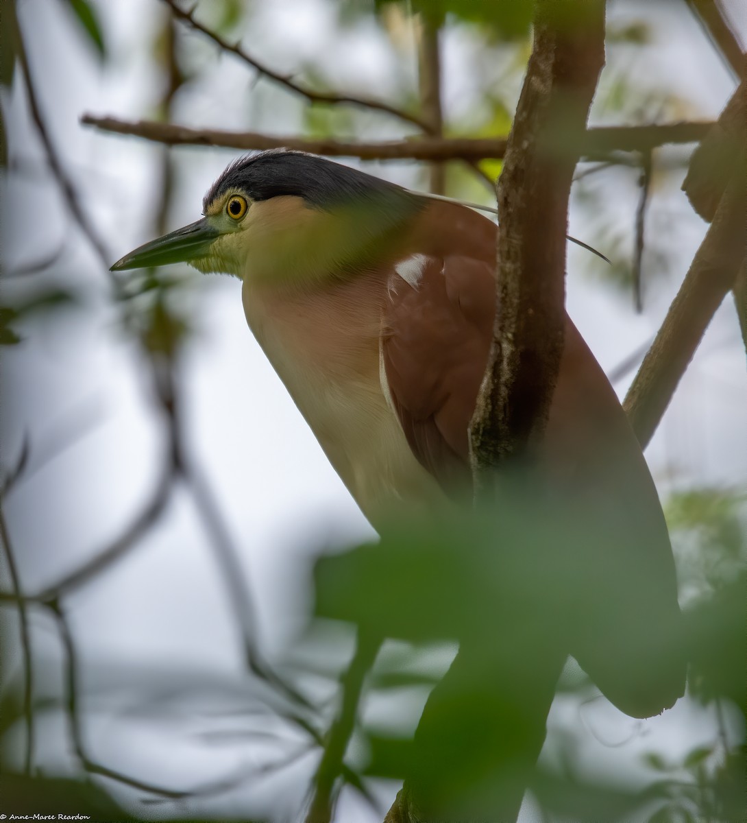 Nankeen Night Heron - ML193048581