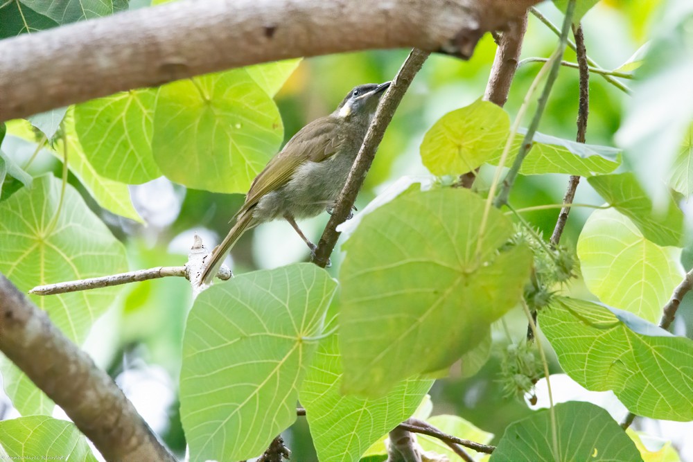 Lewin's Honeyeater - ML193048891