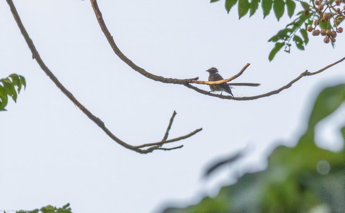 Gray Fantail - ML193048971