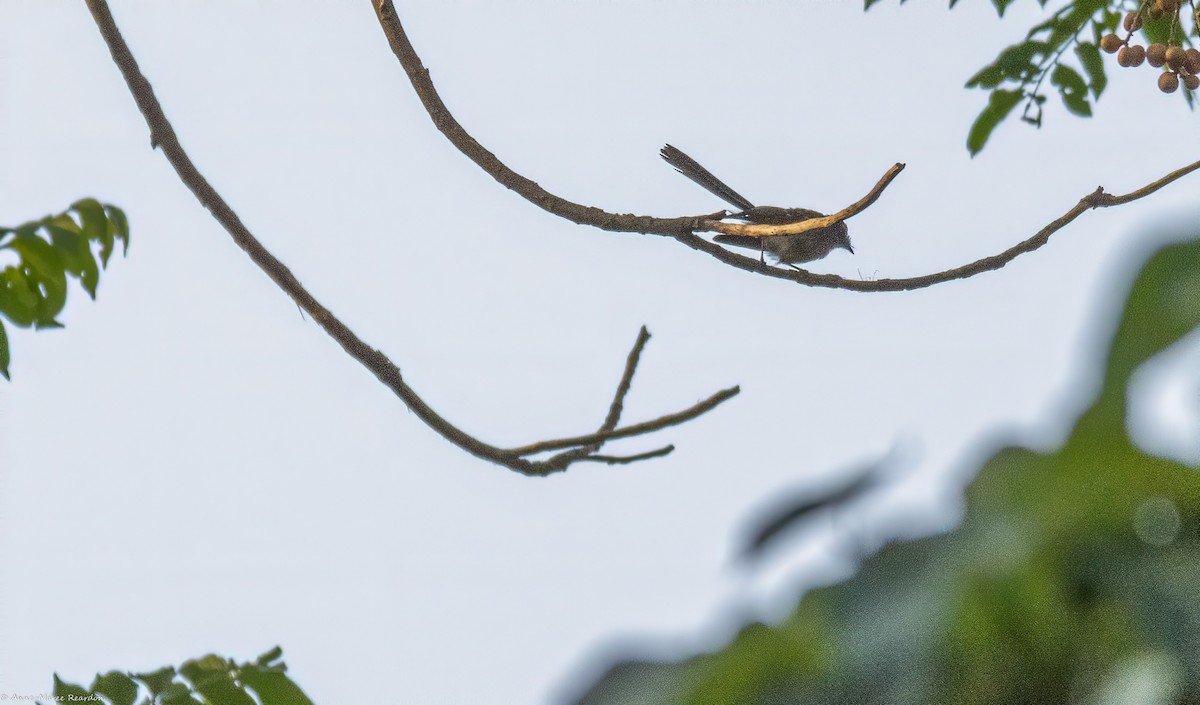 Gray Fantail - ML193048981
