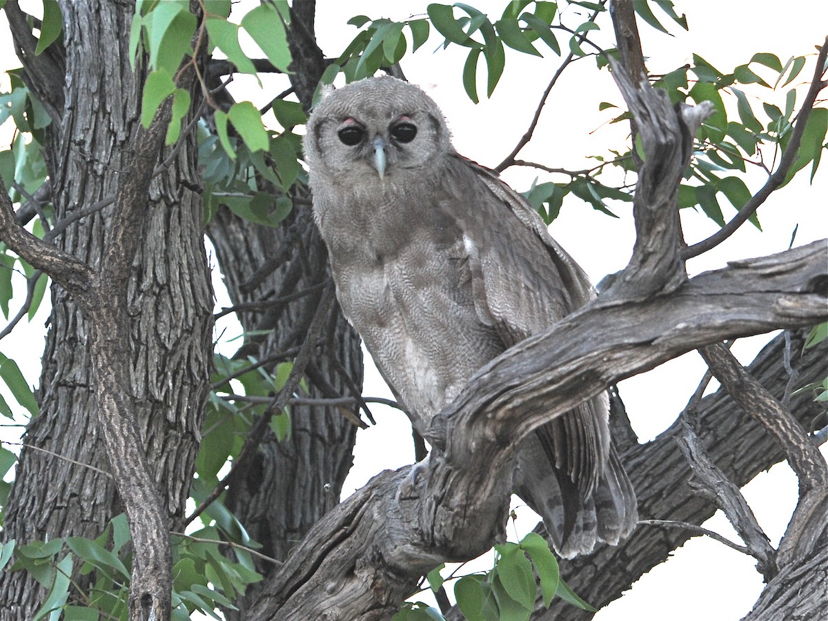 ketupa bělavá - ML193051781