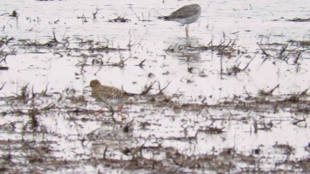 Borrokalaria - ML193051831