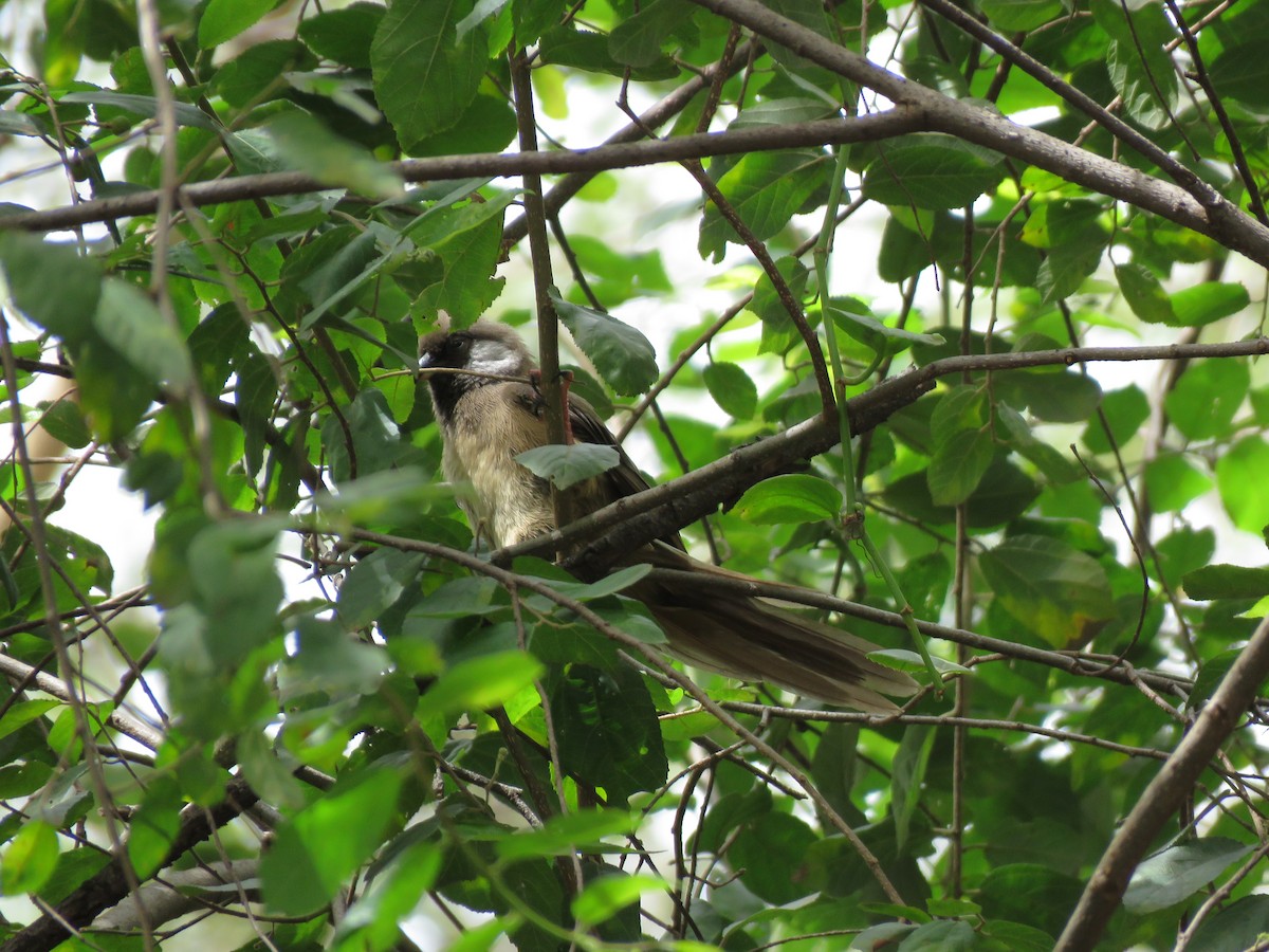 Speckled Mousebird - ML193052401