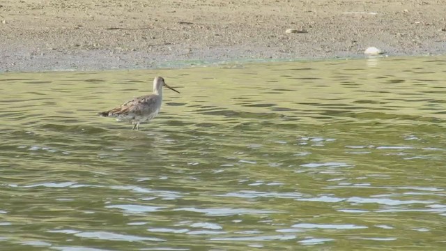 Hudsonian Godwit - ML193053031