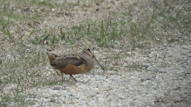 American Woodcock - ML193053781